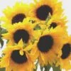 Sunflower (Yellow/ Dark Center) 2 Sunflower (Yellow/ Dark Center) -Flower Plants Sales 2024 01346 Sunflower Yellow