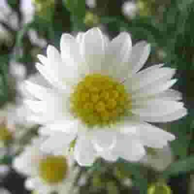 Monte Casino Aster White Flower 4 Monte Casino Aster White Flower - Image 2