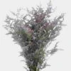 Limonium Misty Blue Flower 2 Limonium Misty Blue Flower -Flower Plants Sales 2024 01365A Limonium Misty Blue Flower