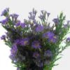 Monte Casino Aster Purple Flowers -Flower Plants Sales 2024 01377B Monte Casino Aster Purple