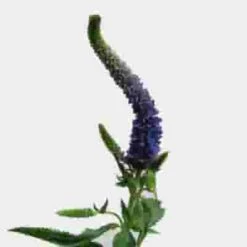 Veronica Blue Flower