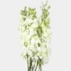 Dendrobium Orchid White Flowers -Flower Plants Sales 2024 01535A Dendrobium Orchid White Flowers
