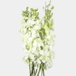 Dendrobium Orchid White Flowers