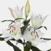 Lily Navona White 3-5 Bloom Flower