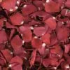 Deep Pink & Red FD Rose Petals (30 Cups) -Flower Plants Sales 2024 01670 Deep Pink Red FD Rose Petals 30 Cups