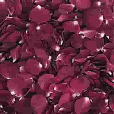 Merlot Red FD Rose Petals (30 Cups) 3 Merlot Red FD Rose Petals (30 Cups)