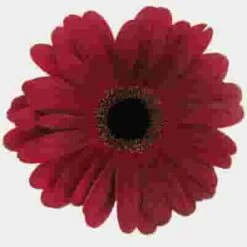 Gerbera Daisy Burgundy
