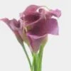 Calla Lily Mini Lavender Flower -Flower Plants Sales 2024 01713E Calla Lily Mini Lavender