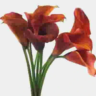 Mini Calla Lily Mango / Orange 4 Mini Calla Lily Mango / Orange - Image 2
