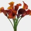 Mini Calla Lily Mango / Orange -Flower Plants Sales 2024 01714D Mini Calla Lily Mango Orange