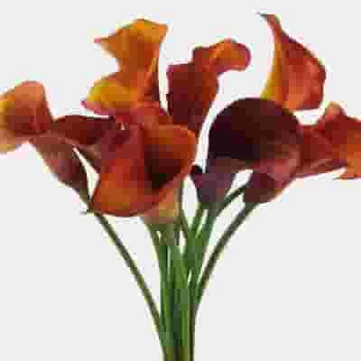 Mini Calla Lily Mango / Orange 3 Mini Calla Lily Mango / Orange