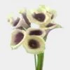 Calla Lily Mini Picasso Flower -Flower Plants Sales 2024 01715C Calla Lily Mini Picasso