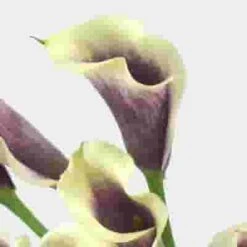 Calla Lily Mini Picasso Flower -Flower Plants Sales 2024 01715E Calla Lily Mini Picasso