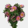 Matsumoto Aster Pink Flowers -Flower Plants Sales 2024 01718B Matsumoto Aster Pink