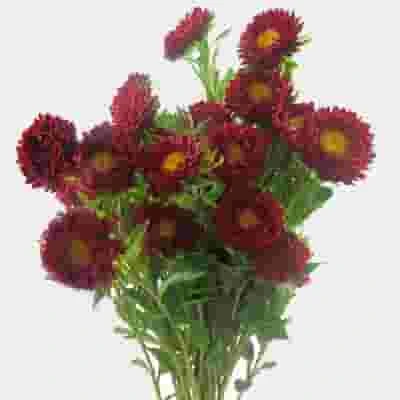 Matsumoto Aster Red Flowers 3 Matsumoto Aster Red Flowers