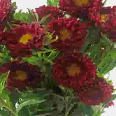 Matsumoto Aster Red Flowers 4 Matsumoto Aster Red Flowers - Image 2