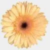 Gerbera Daisy Cream Flower -Flower Plants Sales 2024 01778F Gerbera Daisy Cream Flower