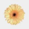 Mini Gerbera Daisy Cream Flower -Flower Plants Sales 2024 01779 Mini Gerbera Cream