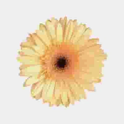 Mini Gerbera Daisy Cream Flower 3 Mini Gerbera Daisy Cream Flower