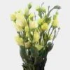 Lisianthus Cream Flowers - By The Bunch -Flower Plants Sales 2024 01780C Cream Lisianthus Flower