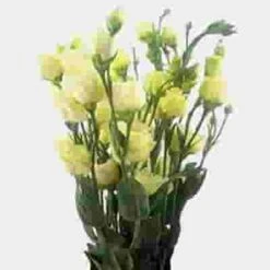 Lisianthus Cream Flowers - By The Bunch