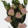 Peach Lisianthus Flower - By The Bunch -Flower Plants Sales 2024 01781 Lisianthus Peach
