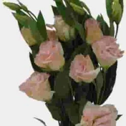 Peach Lisianthus Flower - By The Bunch