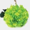 Green Spray-Tinted Hydrangea Flower -Flower Plants Sales 2024 01802A Spray Tinted Hydrangea Green