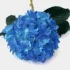 Spray Tinted Hydrangea - Dark Blue 1 Spray Tinted Hydrangea - Dark Blue -Flower Plants Sales 2024 01803A Spray Tinted Hydrangea Dark Blue