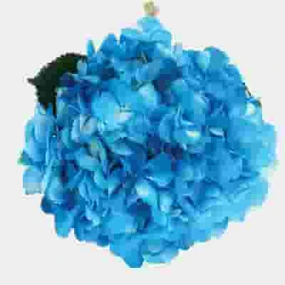 Spray Tinted Hydrangea - Medium Blue 3 Spray Tinted Hydrangea - Medium Blue