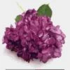 Violet Hydrangea – Spray-Tinted Flower -Flower Plants Sales 2024 01805A Spray Tinted Hydrangea Violet