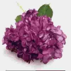 Violet Hydrangea – Spray-Tinted Flower