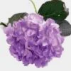 Lavender Hydrangea Flower – Spray-Tinted -Flower Plants Sales 2024 01806A Spray Tinted Hydrangea Lavender