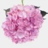 Light Violet Hydrangea – Spray-Tinted Flower -Flower Plants Sales 2024 01807A Spray Tinted Hydrangea Light Violet