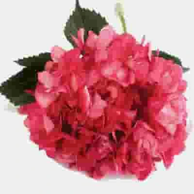 Dark Pink Spray-Tinted Hydrangea Flower 3 Dark Pink Spray-Tinted Hydrangea Flower