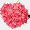 Spray Tinted Hydrangea - Medium Pink 2 Spray Tinted Hydrangea - Medium Pink -Flower Plants Sales 2024 01809A Spray Tinted Hydrangea Medium Pink