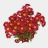 Pompon Daisy Red Flowers 1 Pompon Daisy Red Flowers -Flower Plants Sales 2024 01816 Pompon Daisy Red