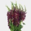 Snapdragon Burgundy Flowers -Flower Plants Sales 2024 01819A Snapdragon Burgundy Flowers