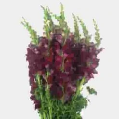 Snapdragon Burgundy Flowers
