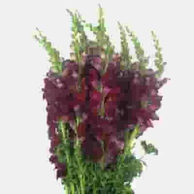 Snapdragon Burgundy Flowers 3 Snapdragon Burgundy Flowers