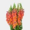 Snapdragon Orange Flowers