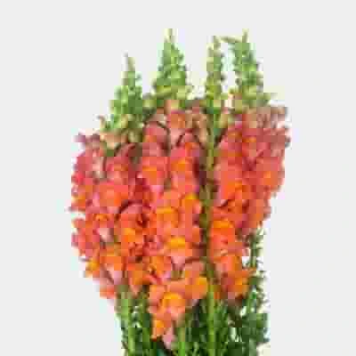 Snapdragon Orange Flowers 3 Snapdragon Orange Flowers
