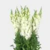 Snapdragon White Flower -Flower Plants Sales 2024 01823A Snapdragon White Flower