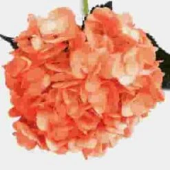 Orange Hydrangea – Spray-Tinted Flower