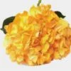 Wholesale Gold Spray-Tinted Hydrangea Flower 1 Wholesale Gold Spray-Tinted Hydrangea Flower -Flower Plants Sales 2024 01831A Spray Tinted Hydrangea Gold