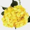 Bulk Spray-Tinted Yellow Hydrangea Flower