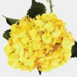 Bulk Spray-Tinted Yellow Hydrangea Flower