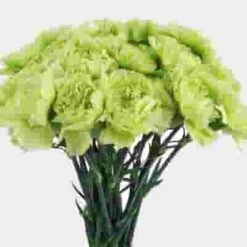 Carnations Fancy Green Flowers -Flower Plants Sales 2024 01850F Carnations Green Fancy
