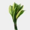 Aspidistra Variegated Greenery -Flower Plants Sales 2024 01863A Aspidistra Variegated Greenery
