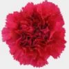 Hot Pink Carnation Flowers - Fancy -Flower Plants Sales 2024 01871D Carnations Hot Pink Fancy